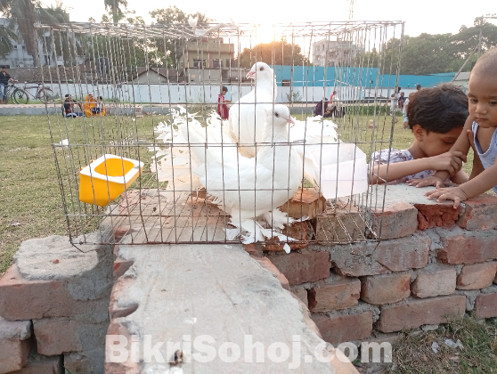 লক্ষা বা ফেন্সি জাতের কবুতর